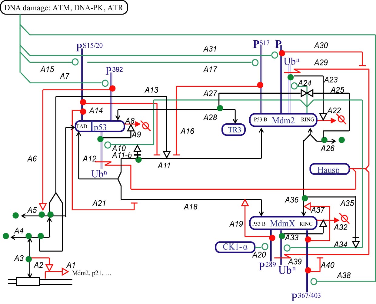 Molecular Interaction Map of p53 and MdmX