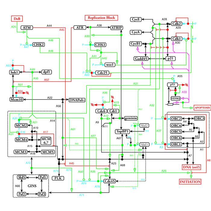 Molecular Interaction Map of molecules involved with DNA replication