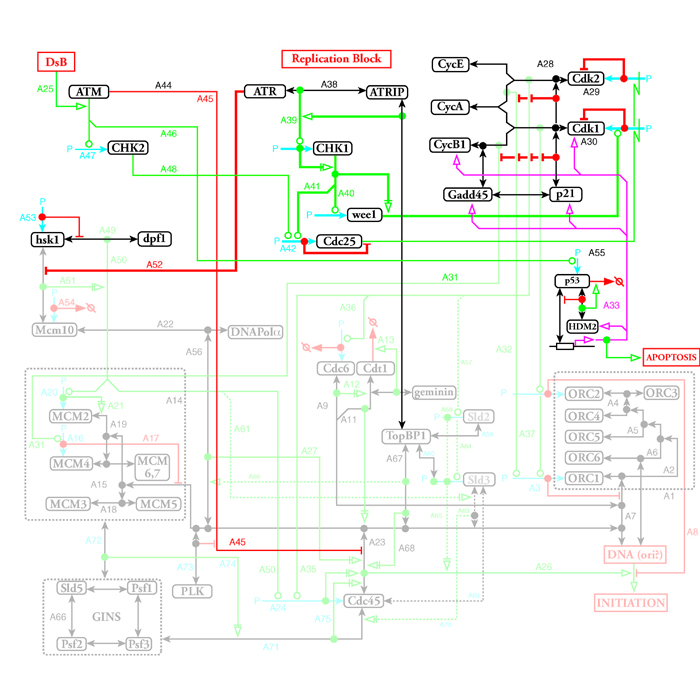 Molecular Interaction Map of modulation after inhibition of replication